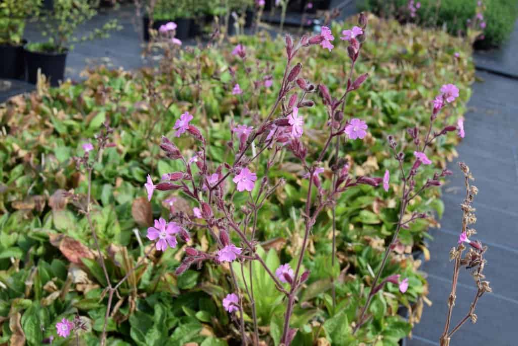 Silene dioica (Red Campion) ---